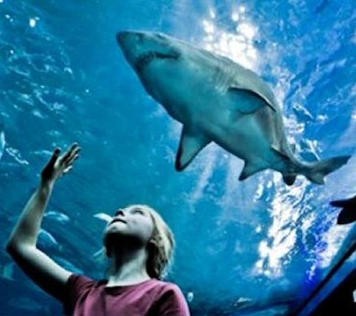 July SHARK Month at OdySea Aquarium A Peek at the Peak Magazine