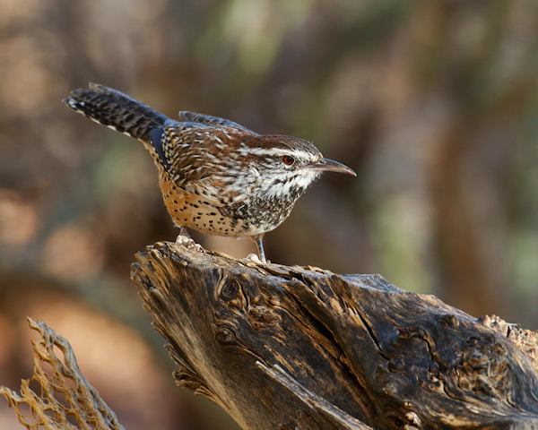 Photos of Arizona's State Bird, the Cactus Wren - A Peek at the Peak ...